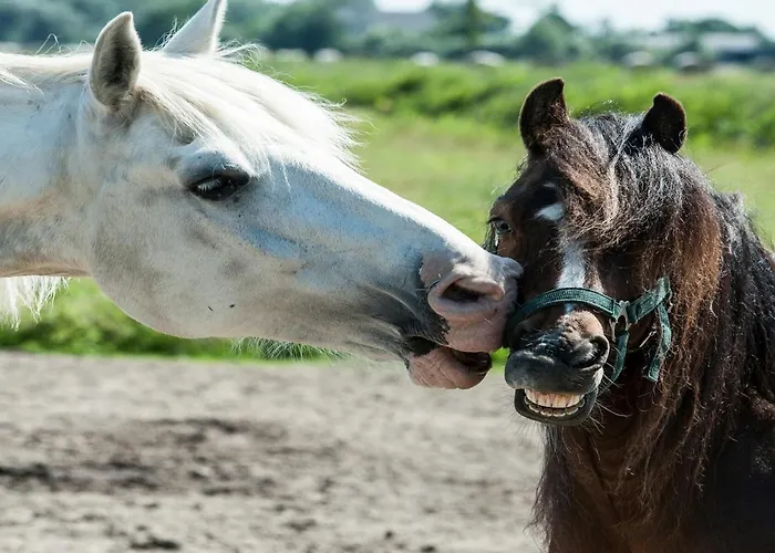 Margarethenhof * Tetenbull